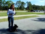 YouTube - Dog Training Teaching ''kennel'' W- Dogtra E-collar-Pager Collar