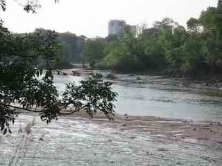 Saint Sébastien sur Loire : ile Héron