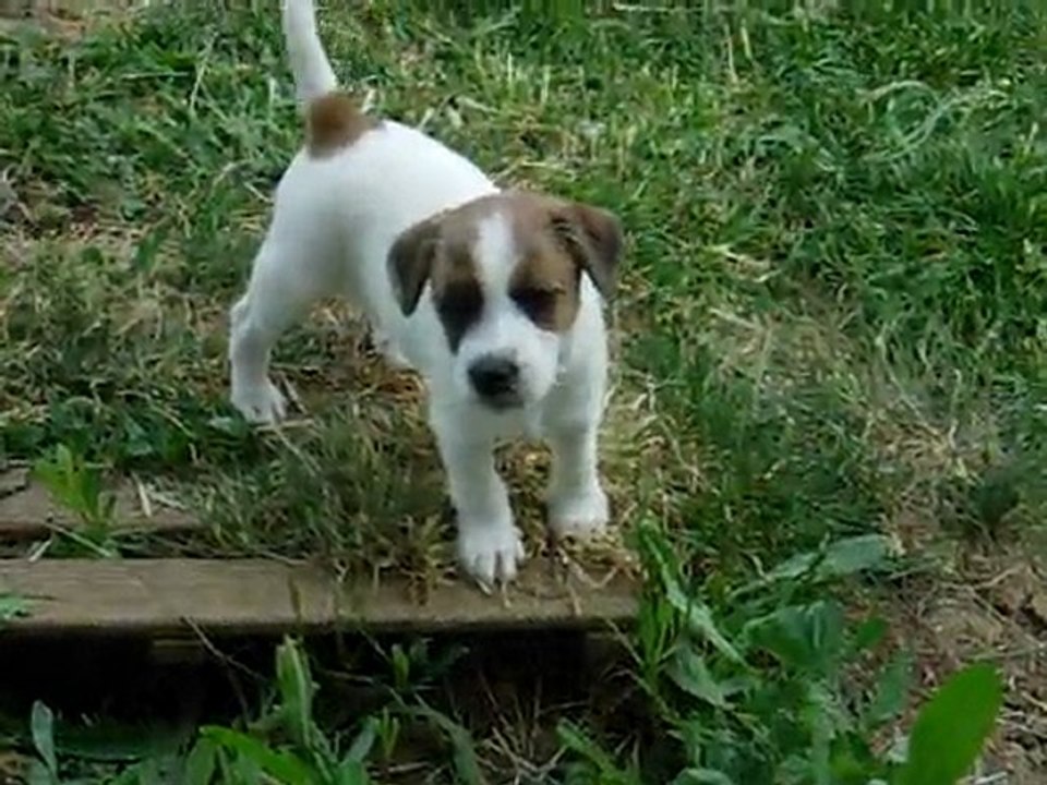 GAVROCHE2