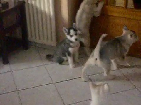 Guess Des Loups de la Fôret