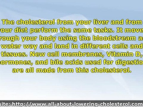 Your Liver And Cholesterol – Understanding The Relevance and Connection