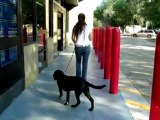 YouTube - Labrador Bucky 6 Mon Dogtra Training E Collar Pager