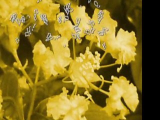 NẮNG HANH VÀNG - nhạc và lời: Vũ Thái Hòa, tiếng hát: Thái Thanh