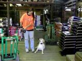 YouTube - Labrador Stark Graduates Dogtra E Collar Pager Dog Training