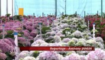 Les horticulteurs sont prêts, malgré la sécheresse (Vendée)