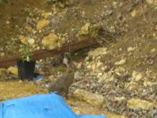 levraut à 3 semaines