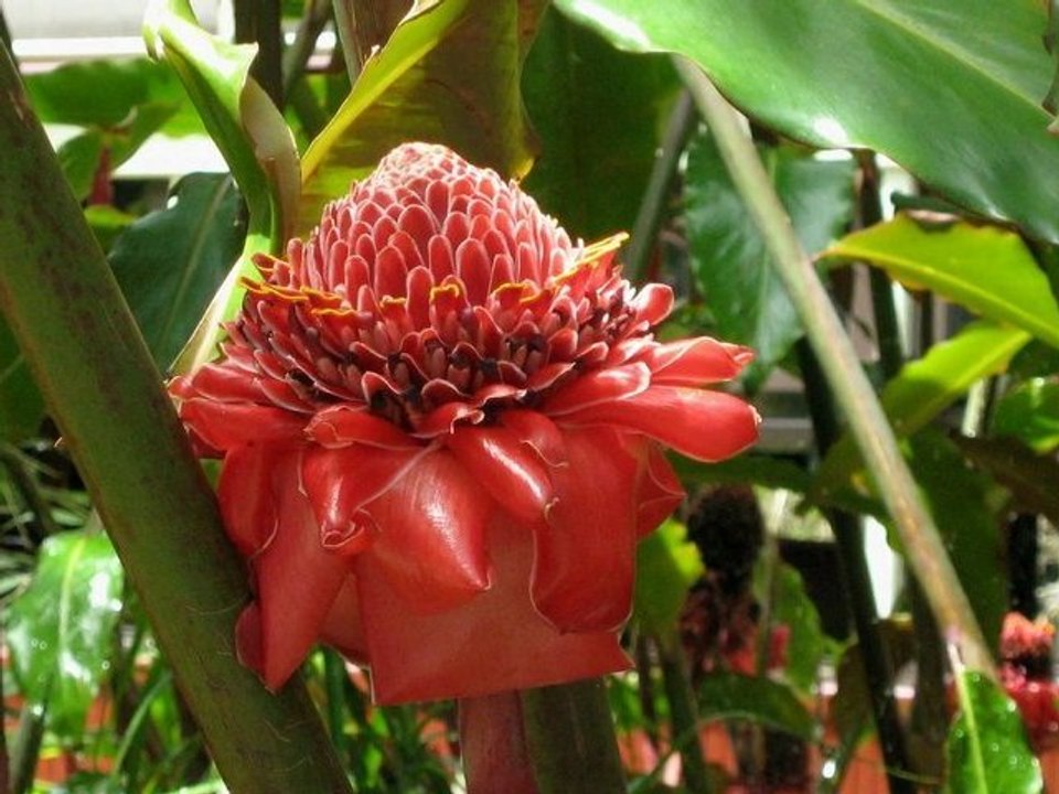 LA FLORE AUSTRALIENNE