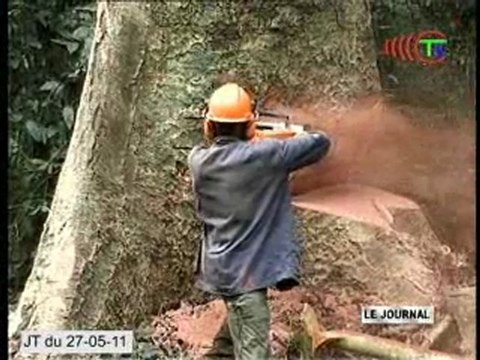 Les préparatifs du sommet des trois bassins forestiers tropicaux