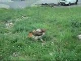 Hawk Screaming While Eating Rabbit