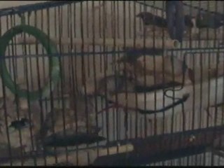 Nos bébés mandarins