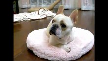 Como Educar un Bulldog Frances Paso a Paso