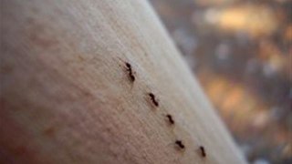 How To Extinguish Black Ants