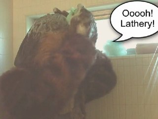 Dr. Zoog's Herbal Shampoo for wookies.