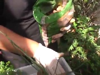 Como fazer uma horta em casa ou apartamento