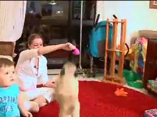 Vantagens da convivência entre cães e crianças