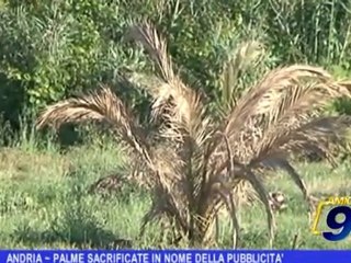 Andria | Palme sacrificate in nome della pubblicità