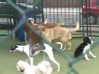 Dicas para escolher seu filhote