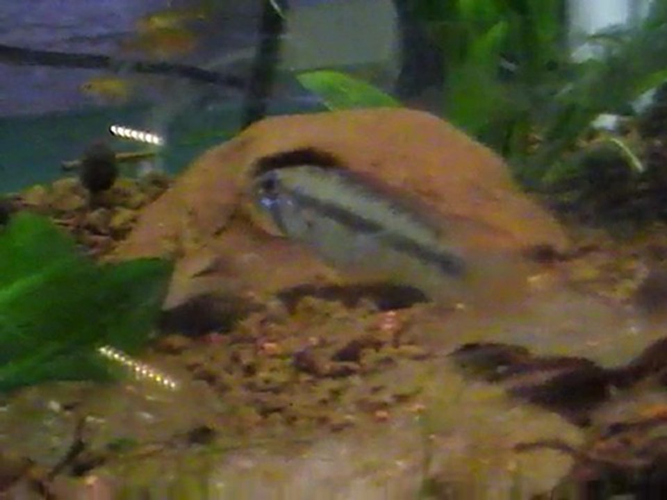 Apistogramma_sp_ Kurzlappen_Breitbinden_A166