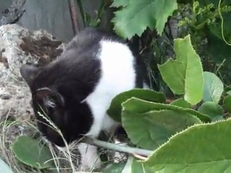 Un chat mange des branches de kiwi 2