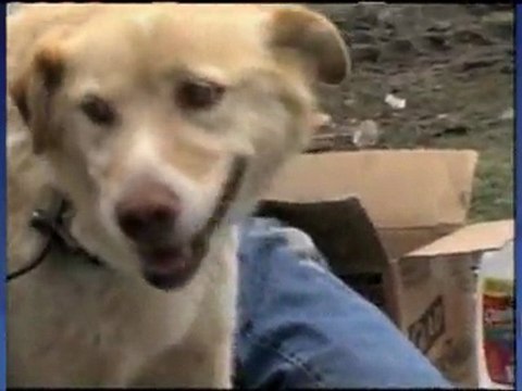 Собака спасла другую собаку/dog safe other dog