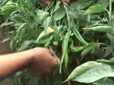 ZAYIFLAMAK İÇİN BİBER