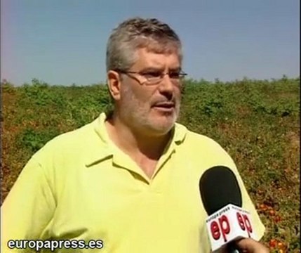 Recogida de cultivos de tomate extremeño