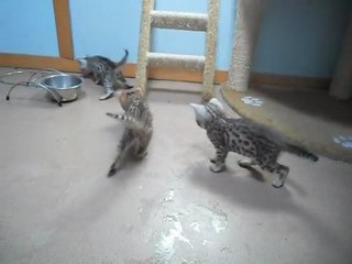 les Trois chatons Bengals