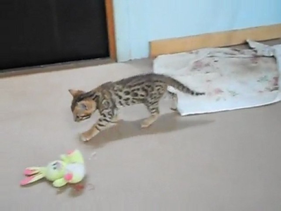 Bengal Glory