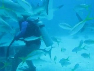 Shark feeding aux Bahamas