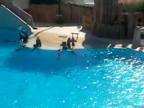 notre journé au parc asterix (spectacle de dauphin)