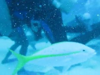 Shark feeding aux Bahamas