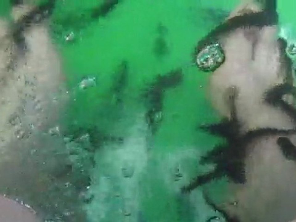 les petits poissons ont faim