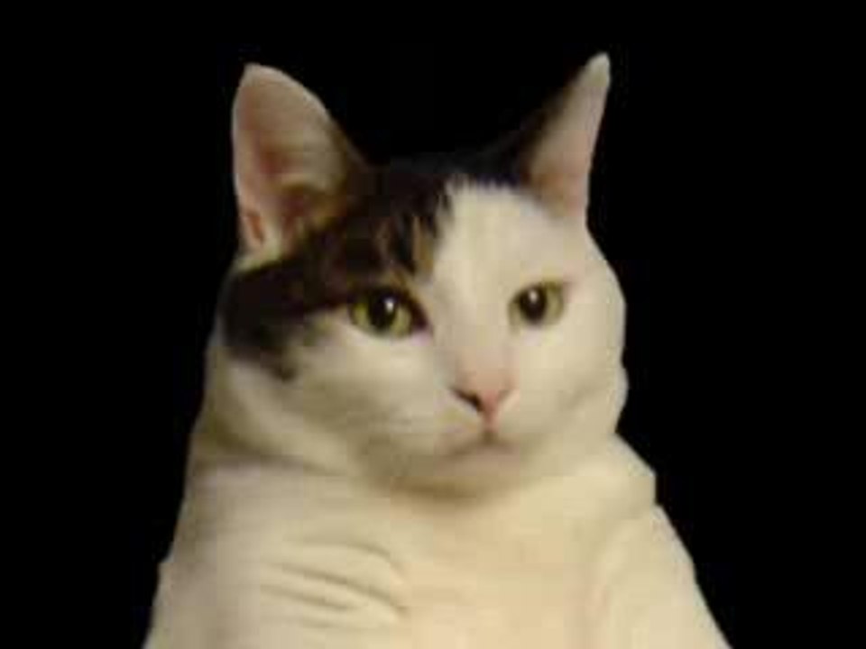 Kitty Cat Dance