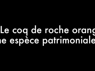 Le coq de roche orange : une espèce patrimoniale