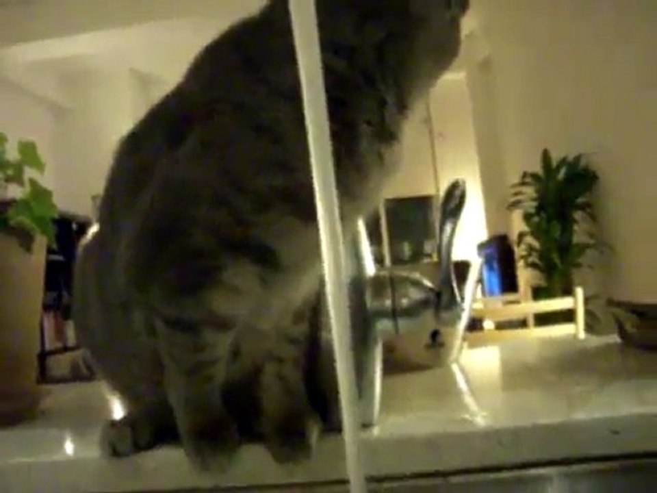 Chat aimant l'eau