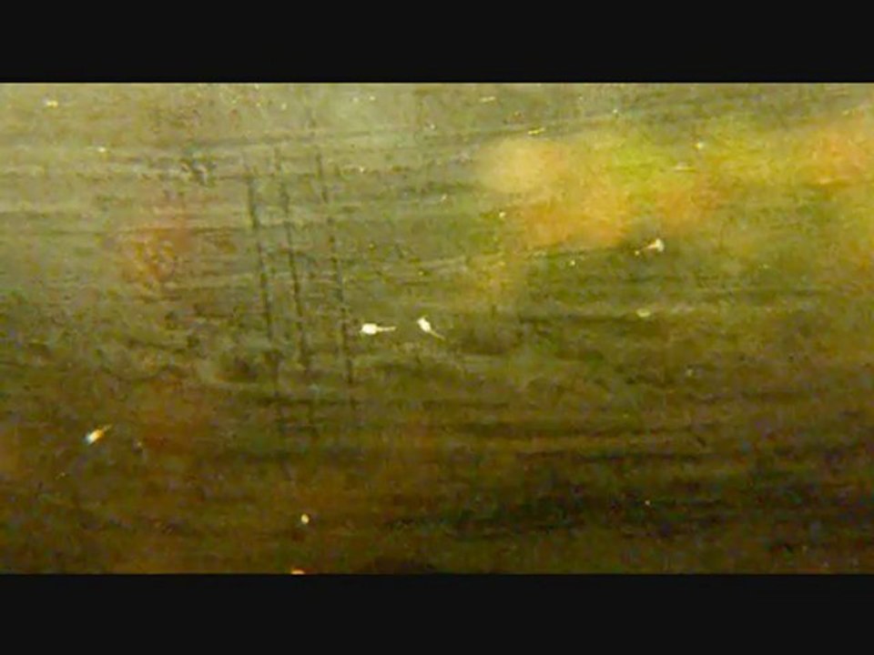 la vie dans un aquarium sans poissons