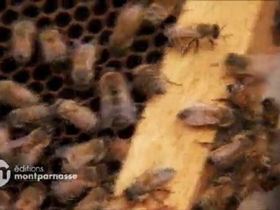 Disparition des abeilles, la fin d'un mystère - extrait 2