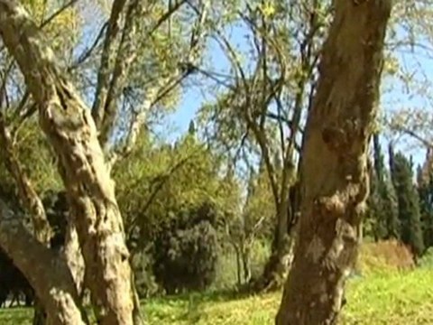 А.Модра, Фантазия (Исполнитель: Зив Бар)