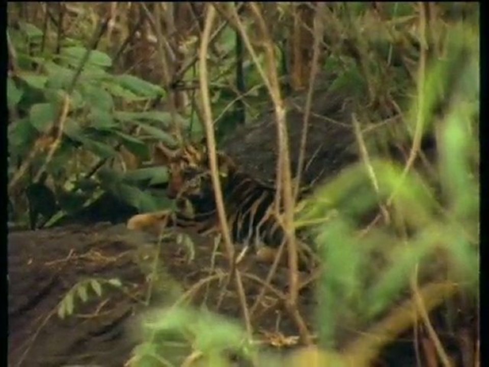 Sur les traces des felins