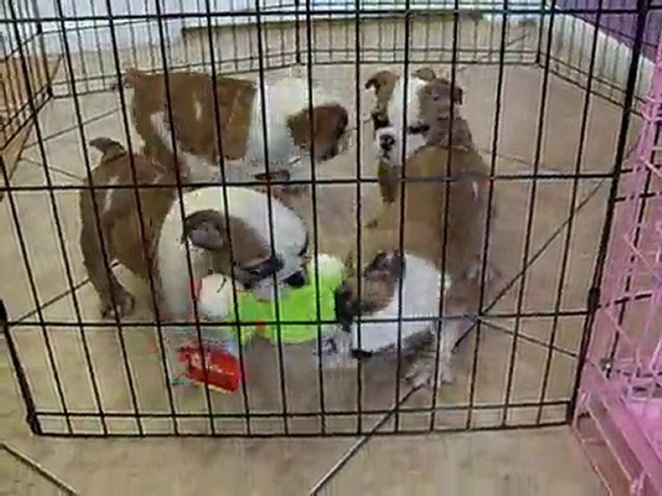 ENGLISH BULLDOG, PUPPIES FOR SALE IN MIAMI,BROAWARD. 305-262-7310.  WWW.PUPPIESTOGOINC.COM