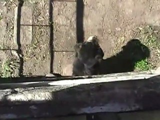 Просто вчерашний вечер, щенок и котенок