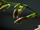 Gravis Pectus Pectoris
