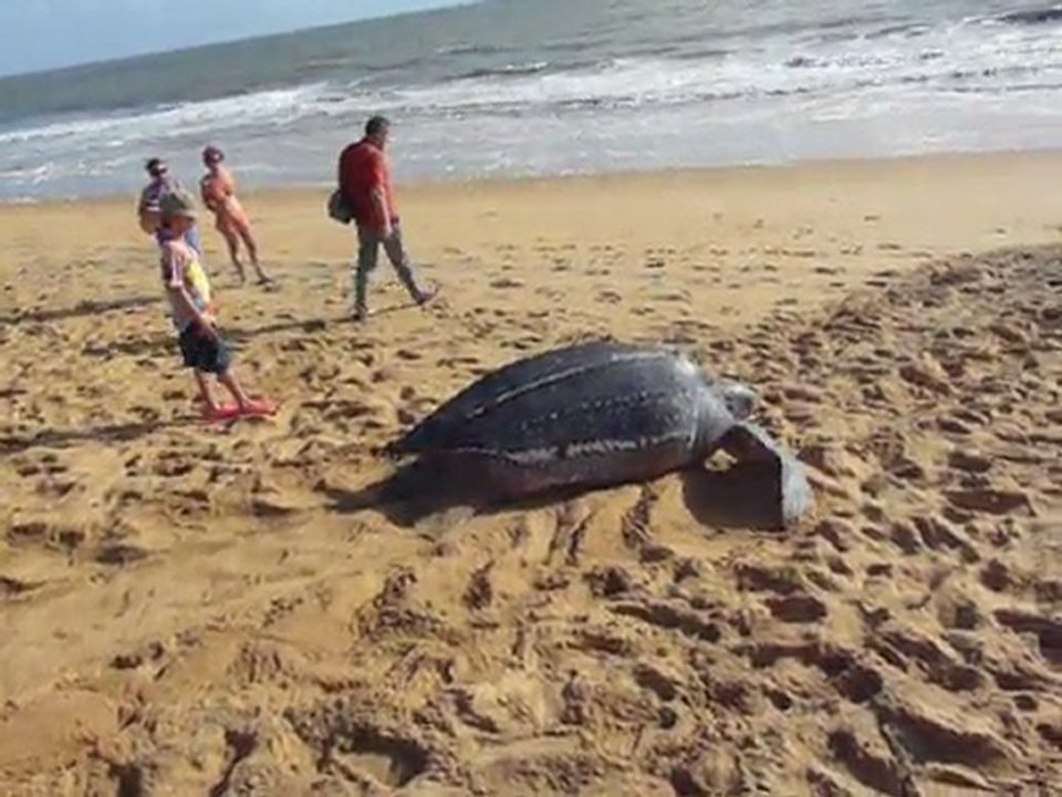 Tortue luth - retour vers la mer