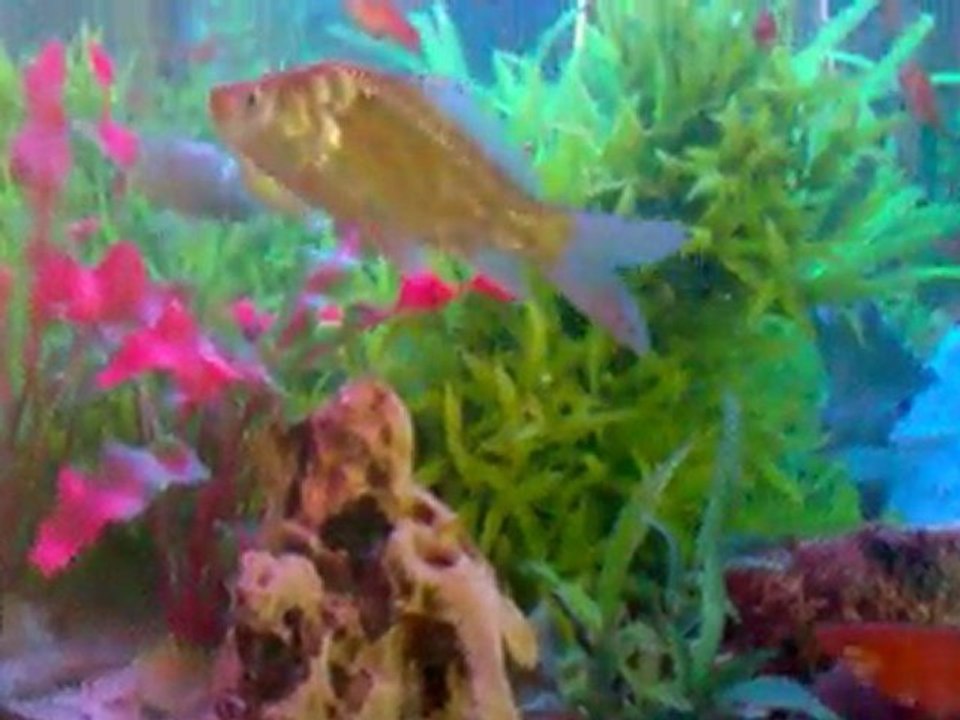 Canlı Doğuranlar ve Aynalı sazan :)