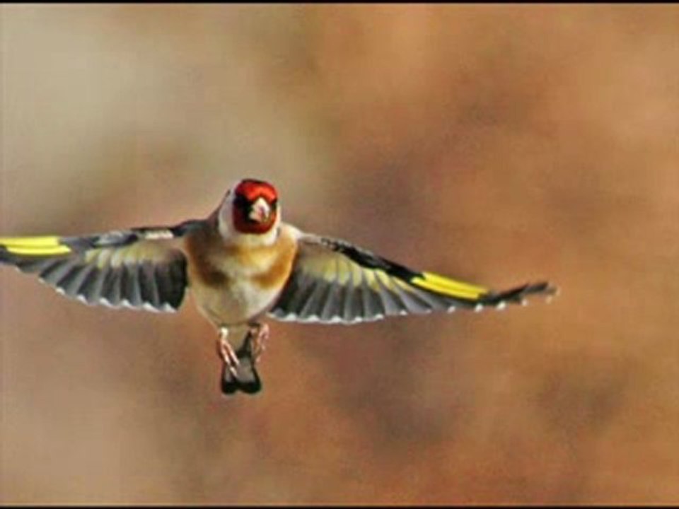 Cheikh Amar Ezzahi - Elmeknin ezzine 1986