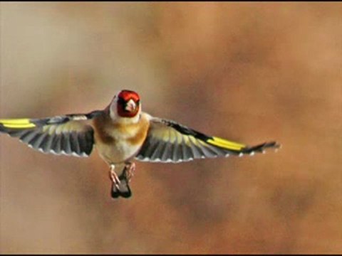 Cheikh Amar Ezzahi - Elmeknin ezzine 1986