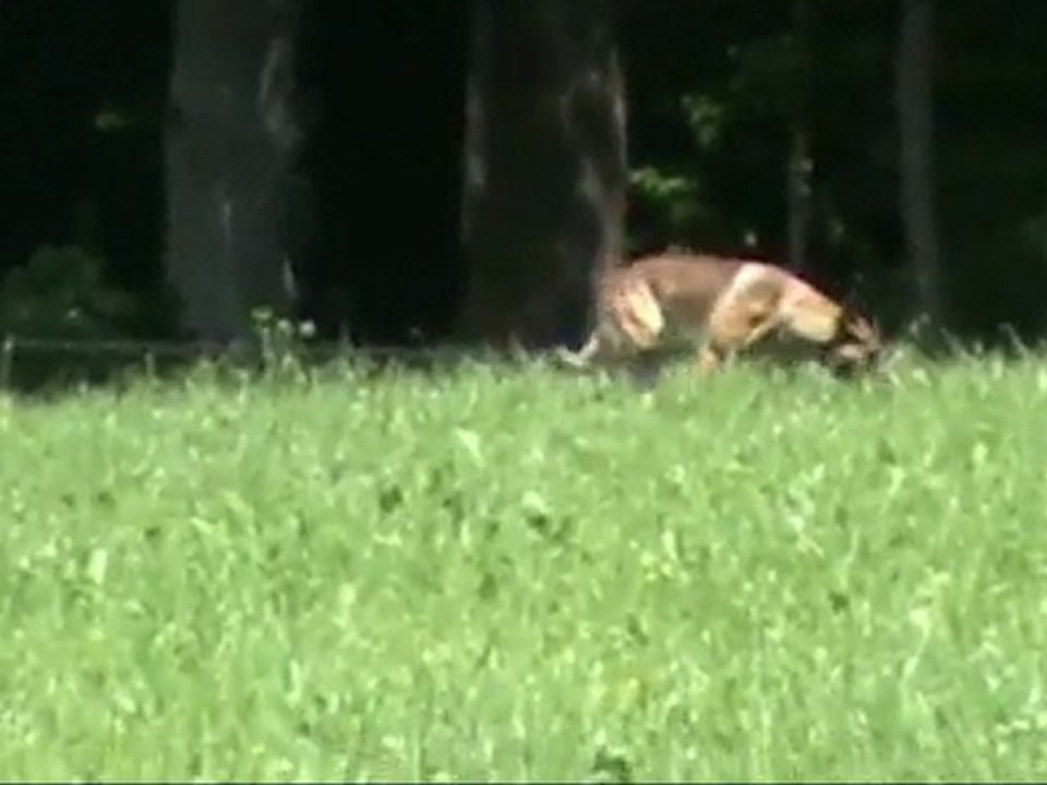 FCI-Quali-St-Georgen-Gruber/Apollon-Fährte