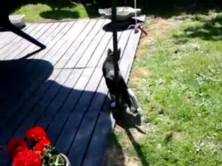 Tre söta katter