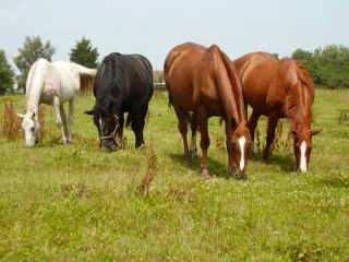 ELEVAGE DES CHARNEYS_0001