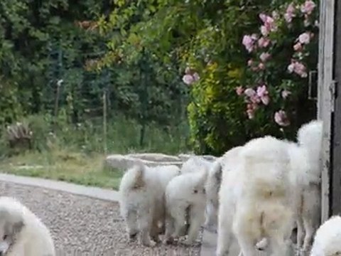 video+photos chiots 2011 sem13 010